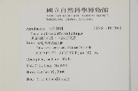 薄葉擬肋毛蕨、南洋三叉蕨藏品圖，第2張