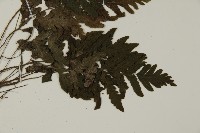 薄葉擬肋毛蕨、南洋三叉蕨藏品圖，第3張