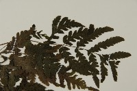 薄葉擬肋毛蕨、南洋三叉蕨藏品圖，第4張