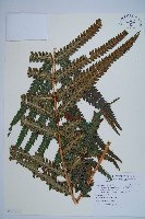 日本狗脊蕨藏品圖，第1張