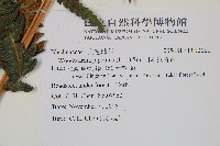 日本狗脊蕨藏品圖，第2張