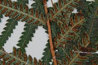 日本狗脊蕨藏品圖，第3張