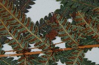 日本狗脊蕨藏品圖，第4張