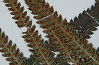 日本狗脊蕨藏品圖，第5張