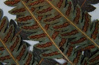 日本狗脊蕨藏品圖，第6張