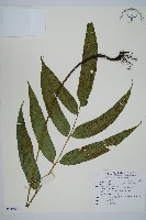 裂葉雙蓋蕨藏品圖，第1張