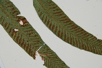 裂葉雙蓋蕨藏品圖，第3張