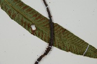 裂葉雙蓋蕨藏品圖，第4張