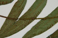 裂葉雙蓋蕨藏品圖，第5張