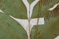 細柄雙蓋蕨藏品圖，第3張