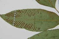 細柄雙蓋蕨藏品圖，第4張