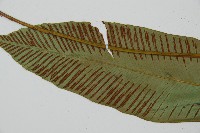 細柄雙蓋蕨藏品圖，第5張