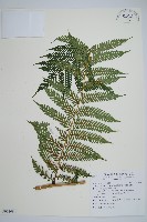 蘭嶼筆筒樹、蘭嶼桫欏藏品圖，第1張