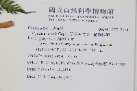 蘭嶼筆筒樹、蘭嶼桫欏藏品圖，第5張