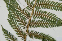 蘭嶼筆筒樹、蘭嶼桫欏藏品圖，第6張