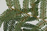 蘭嶼筆筒樹、蘭嶼桫欏藏品圖，第8張