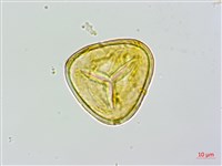 蘭嶼筆筒樹、蘭嶼桫欏藏品圖，第2張