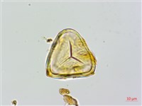 蘭嶼筆筒樹、蘭嶼桫欏藏品圖，第3張