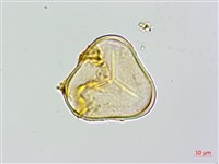 蘭嶼筆筒樹、蘭嶼桫欏藏品圖，第4張