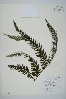 瓶蕨藏品圖，第1張