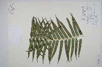 蘭嶼觀音座蓮藏品圖，第1張