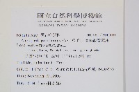 蘭嶼觀音座蓮藏品圖，第2張