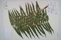 蘭嶼觀音座蓮藏品圖，第3張