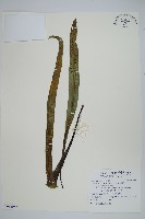 星蕨藏品圖，第1張