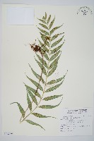 蘭嶼鐵角蕨藏品圖，第1張