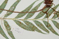 蘭嶼鐵角蕨藏品圖，第4張