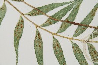 蘭嶼鐵角蕨藏品圖，第5張