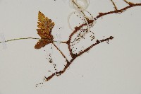 熱帶陰石蕨藏品圖，第3張