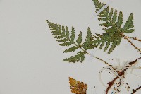 熱帶陰石蕨藏品圖，第4張