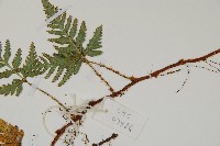 熱帶陰石蕨藏品圖，第5張