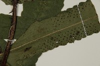 翅柄三叉蕨藏品圖，第3張