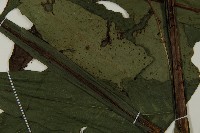 翅柄三叉蕨藏品圖，第4張