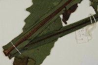 翅柄三叉蕨藏品圖，第5張