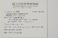 薄葉擬肋毛蕨、南洋三叉蕨藏品圖，第2張