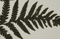 薄葉擬肋毛蕨、南洋三叉蕨藏品圖，第3張