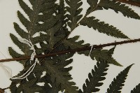 薄葉擬肋毛蕨、南洋三叉蕨藏品圖，第4張