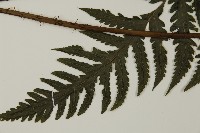 薄葉擬肋毛蕨、南洋三叉蕨藏品圖，第5張