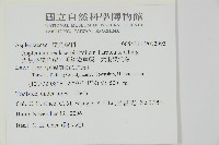 大黑柄鐵角蕨、黃鱗鐵角蕨、大羽鐵角蕨藏品圖，第2張