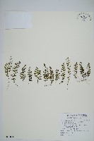 厚壁蕨藏品圖，第1張