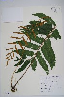 海南實蕨藏品圖，第1張