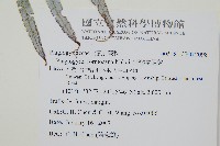 台灣瘤足蕨藏品圖，第2張