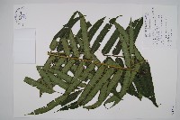 觀音座蓮藏品圖，第1張