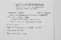 圓葉陵齒蕨藏品圖，第2張