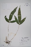 新月蕨、三葉新月蕨藏品圖，第1張