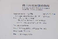 新月蕨、三葉新月蕨藏品圖，第2張