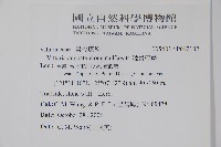 姬書帶蕨藏品圖，第2張